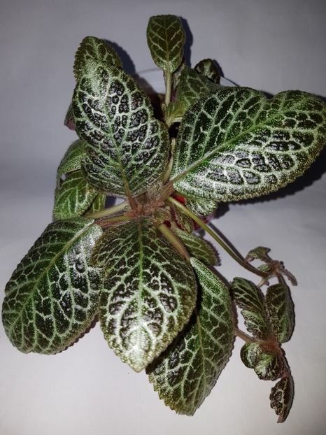  - Episcia 2019