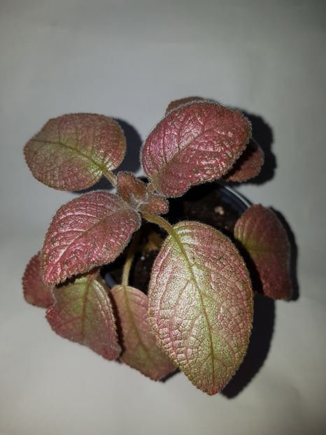  - Episcia 2019