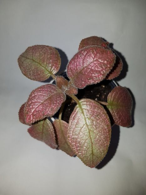  - Episcia 2019