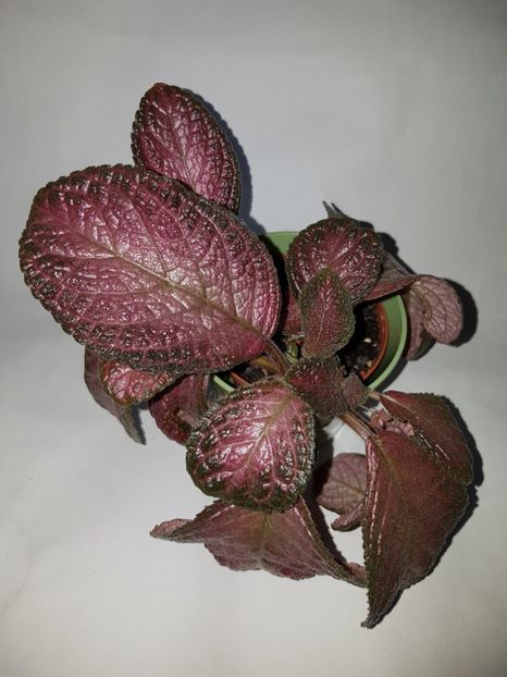  - Episcia 2019