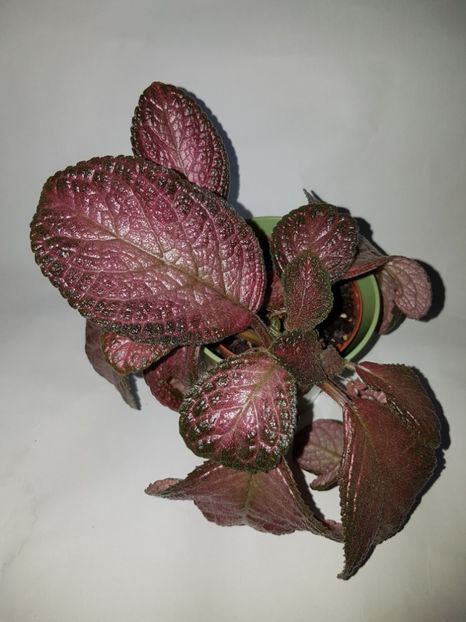  - Episcia 2019
