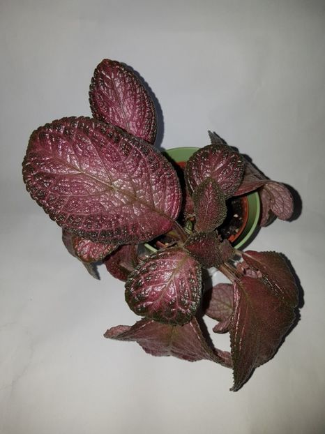  - Episcia 2019