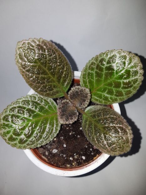  - Episcia 2019