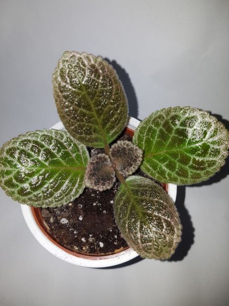  - Episcia 2019