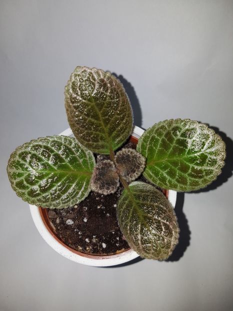  - Episcia 2019