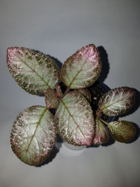  - Episcia 2019