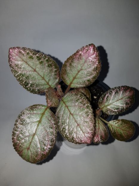  - Episcia 2019