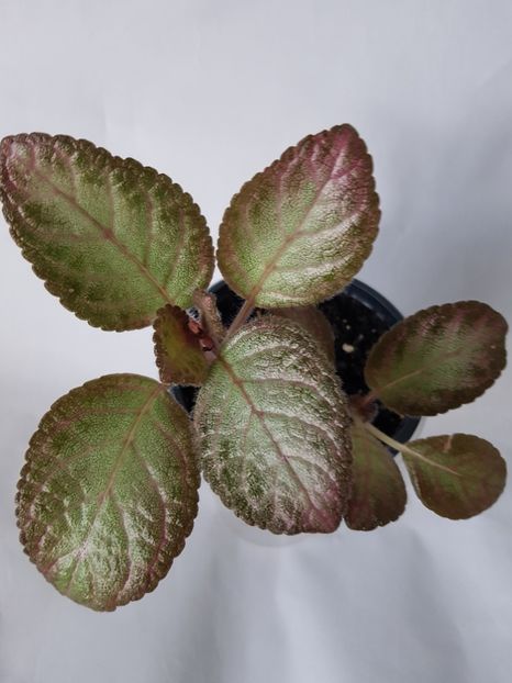  - Episcia 2019