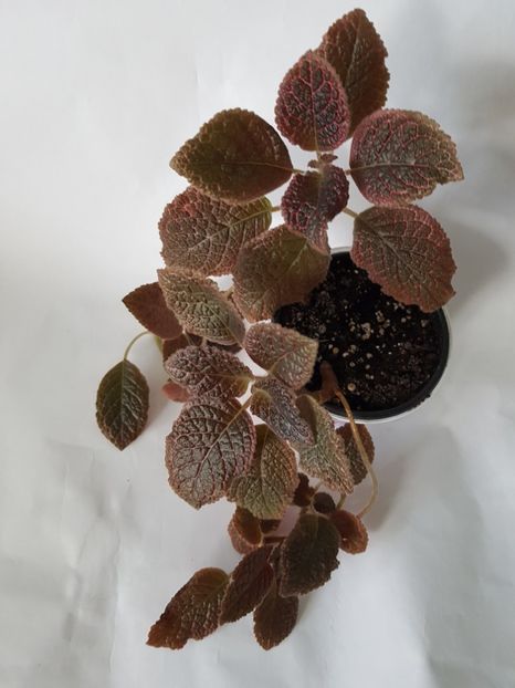  - Episcia 2019
