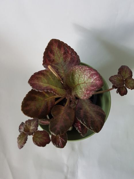  - Episcia 2019