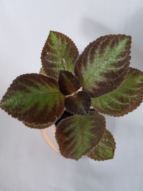 20191115_132132(0) - Episcia 2019