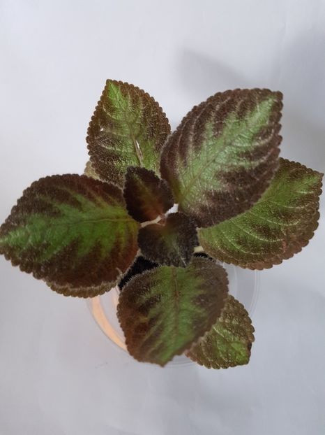  - Episcia 2019