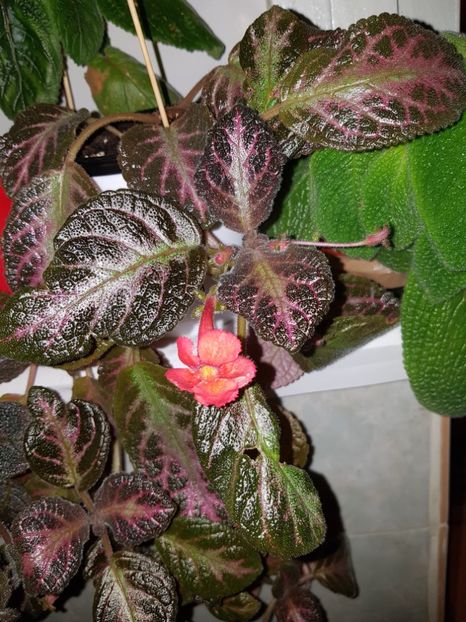  - Episcia 2019