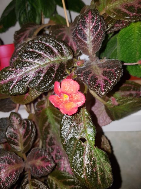  - Episcia 2019