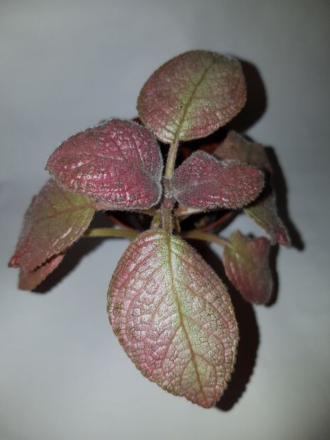  - Episcia 2019