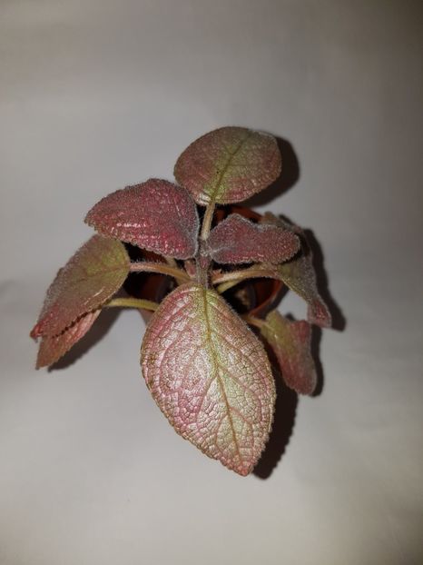  - Episcia 2019