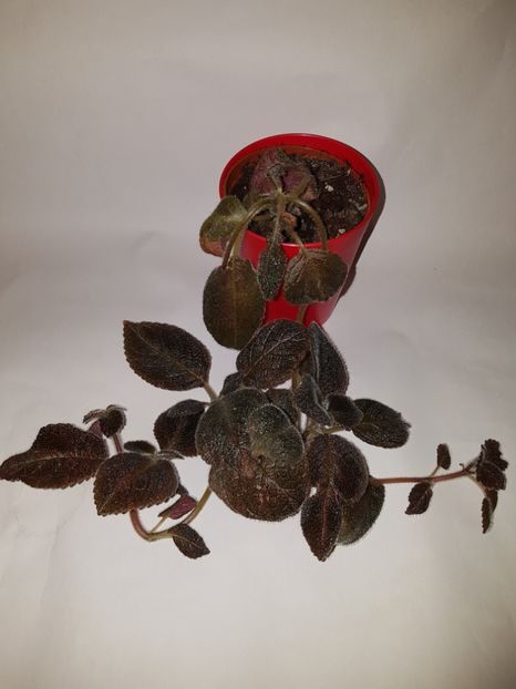  - Episcia 2019
