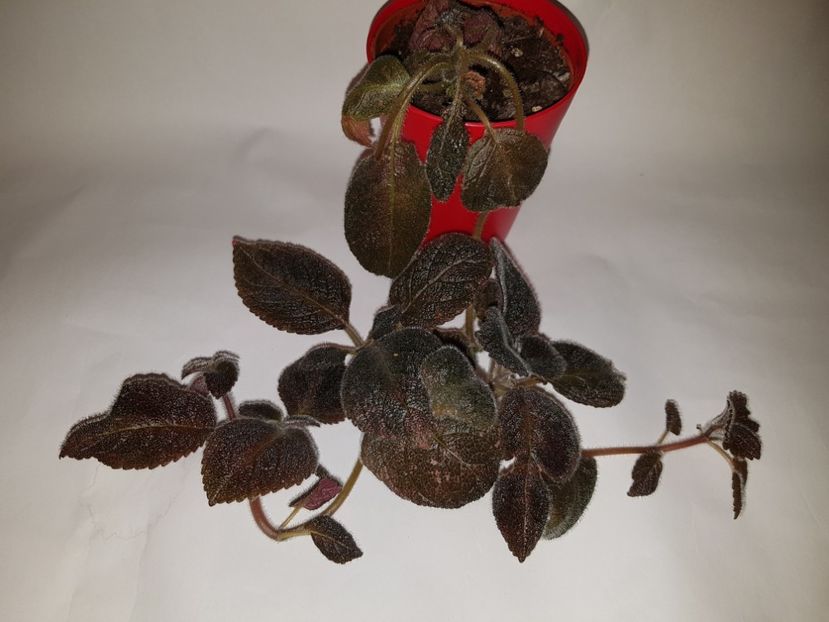  - Episcia 2019