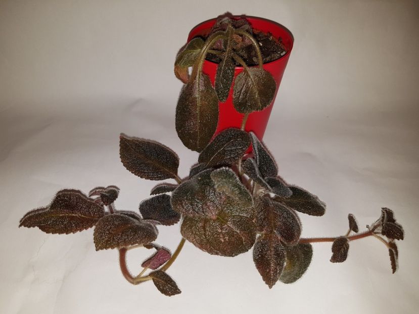  - Episcia 2019