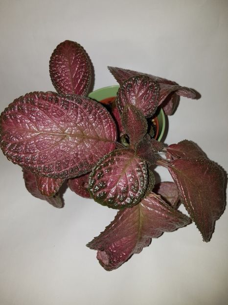  - Episcia 2019
