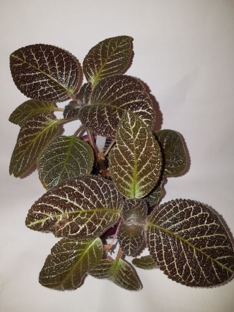 - Episcia 2019