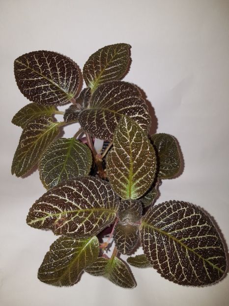  - Episcia 2019