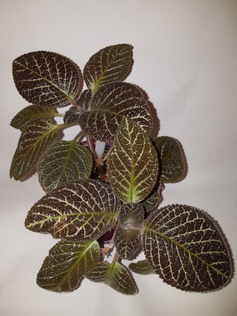  - Episcia 2019