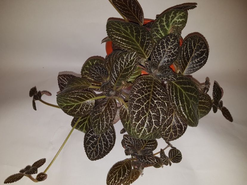 - Episcia 2019