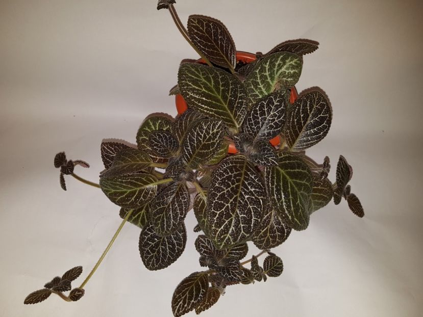  - Episcia 2019