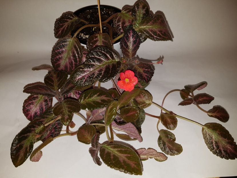  - Episcia 2019