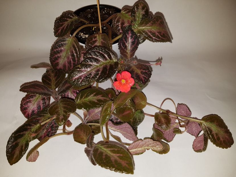  - Episcia 2019