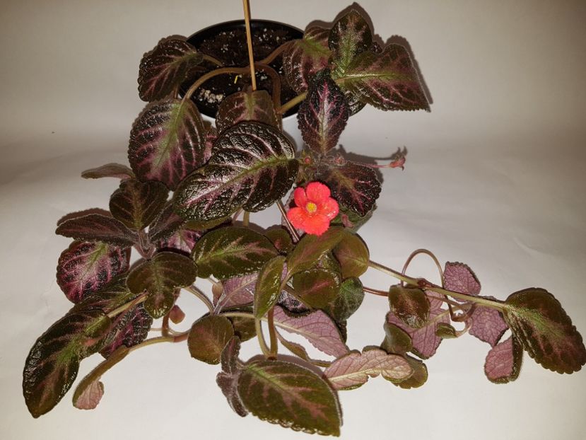  - Episcia 2019