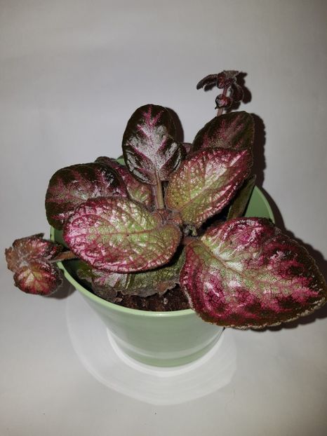  - Episcia 2019