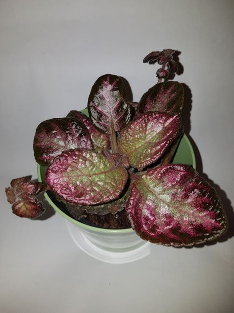  - Episcia 2019