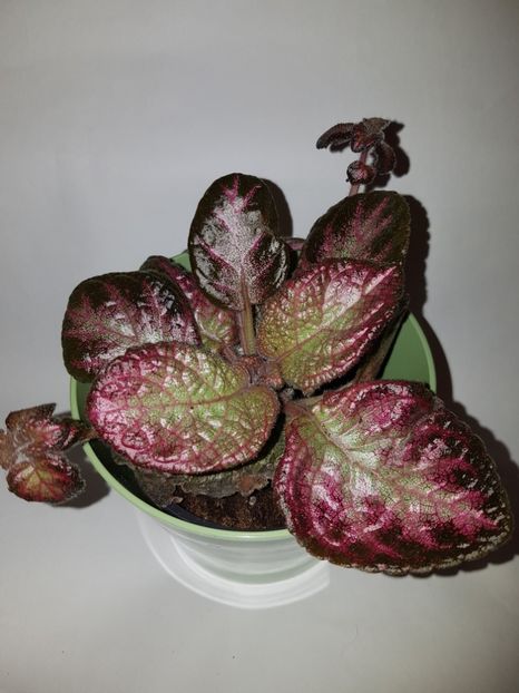  - Episcia 2019