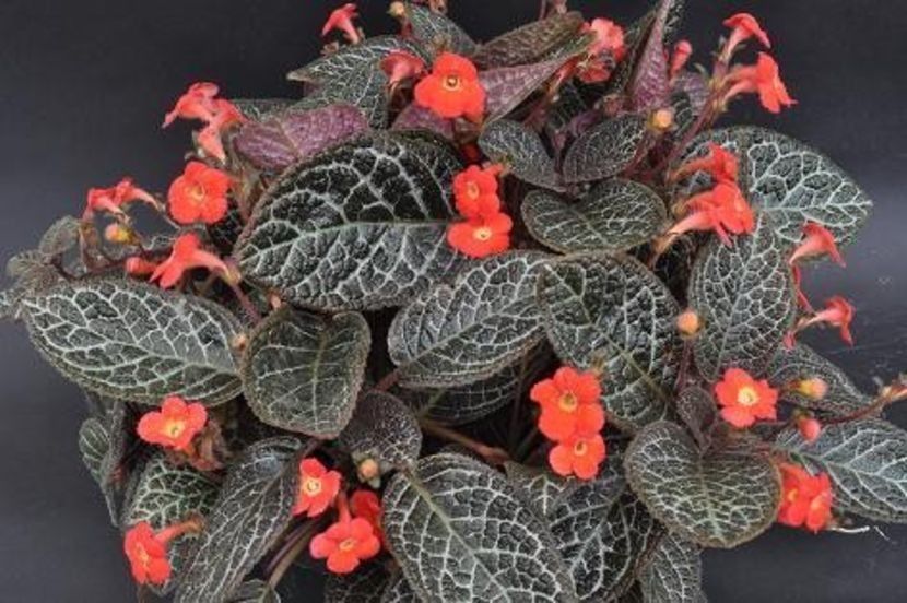  - Episcia 2019