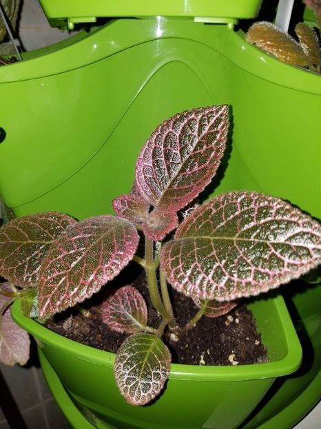  - Episcia 2019