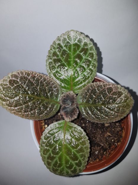  - Episcia 2019