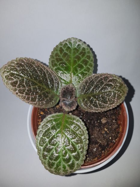  - Episcia 2019
