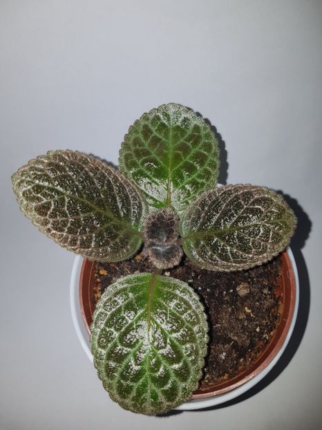  - Episcia 2019