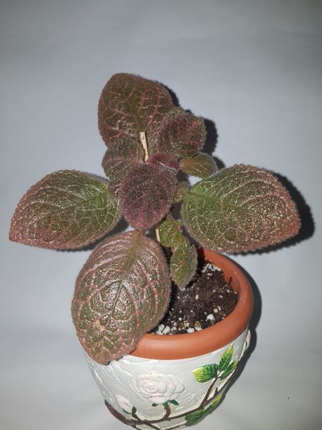  - Episcia 2019