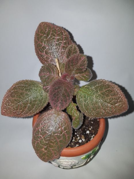  - Episcia 2019