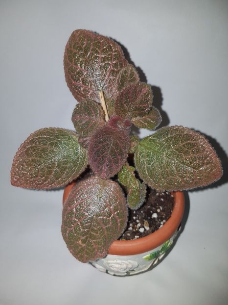  - Episcia 2019