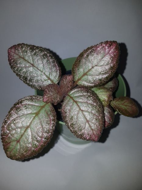 - Episcia 2019