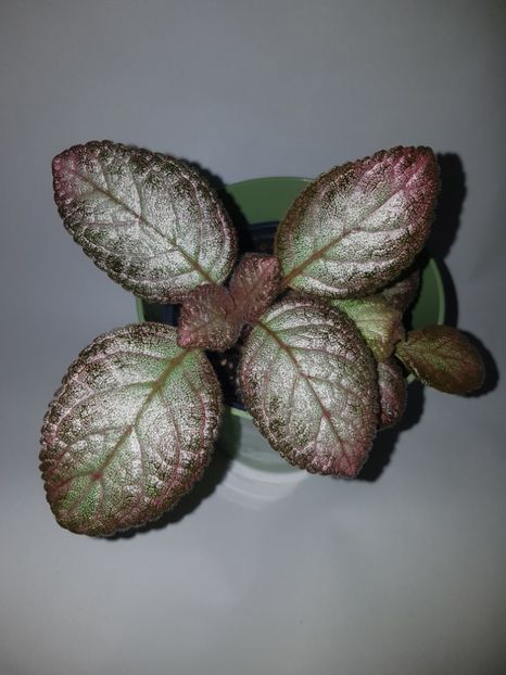  - Episcia 2019
