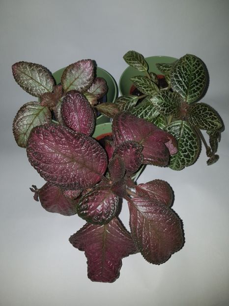  - Episcia 2019