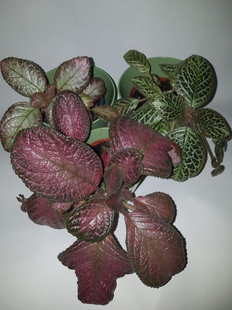  - Episcia 2019