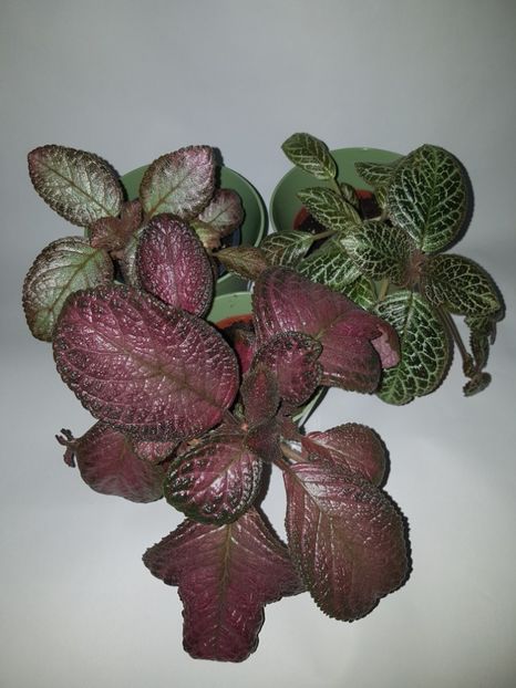  - Episcia 2019