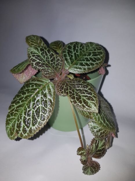  - Episcia 2019