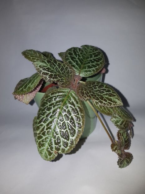  - Episcia 2019